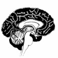 Néocortex